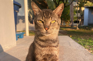 Adoção responsável de gatos da Unidade Tapajós será dia 14 de novembro.