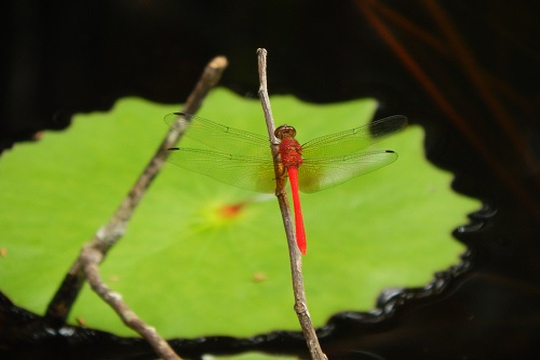 Estudo revela como insetos da ordem Odonata podem fomentar a consciência ambiental, contribuir para a conservação da biodiversidade e gerar oportunidades de renda sustentável para as comunidades locais.