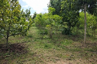 É o que indica pesquisa que mapeou a diversidade de sistemas agroflorestais implantados no Oeste do Pará.