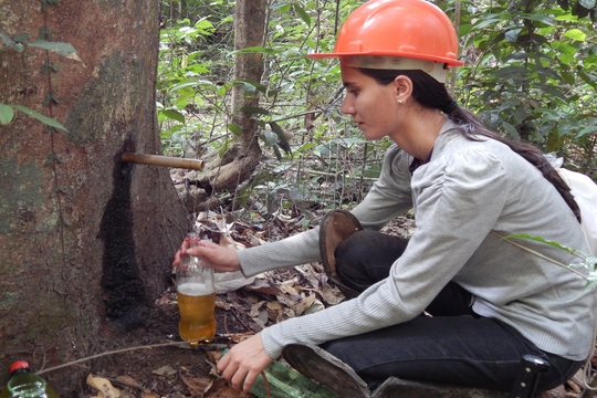 O produto é comum na medicina tradicional de regiões da Amazônia