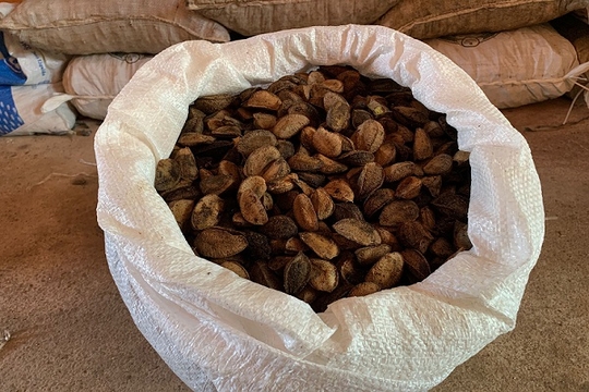 Estudo aponta redução de até 16,67% no valor da saca com avanço da safra