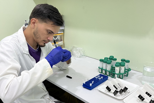 A oleorresina da copaíba-amazônica é rica em compostos orgânicos eficazes no controle de pragas na pecuária