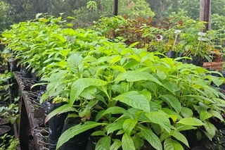 Ação interinstitucional enfrenta risco de perda genética da espécie medicinal