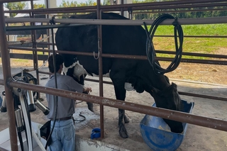 No Campus Santarém da Ufopa, a Zootecnia completou 15 anos.