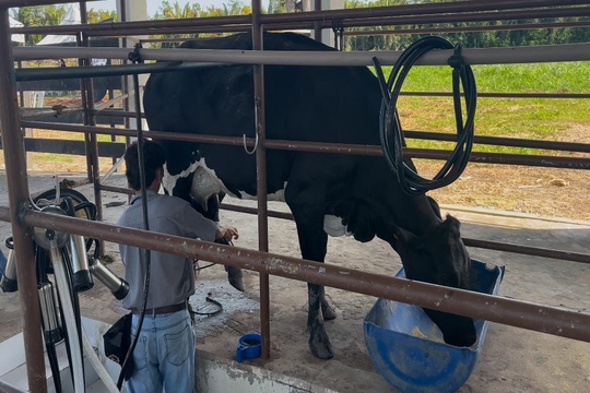 No Campus Santarém da Ufopa, a Zootecnia completou 15 anos.